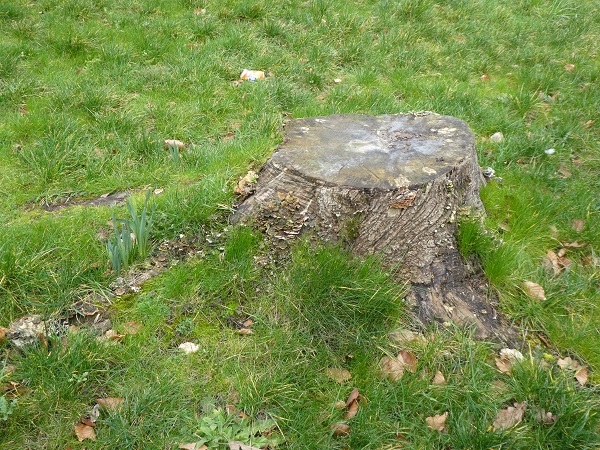 tree stump with sprouting daffodil leaves to its left