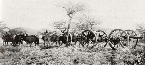 team of oxen, lead by indians pull a limber and gun